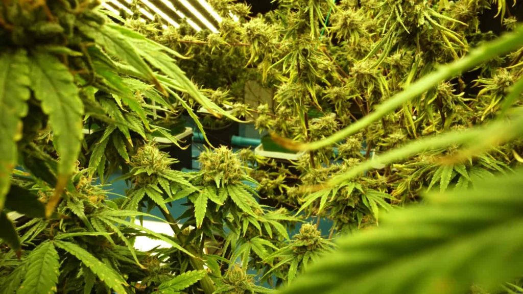 Hemp Oil vs. CBD Oil