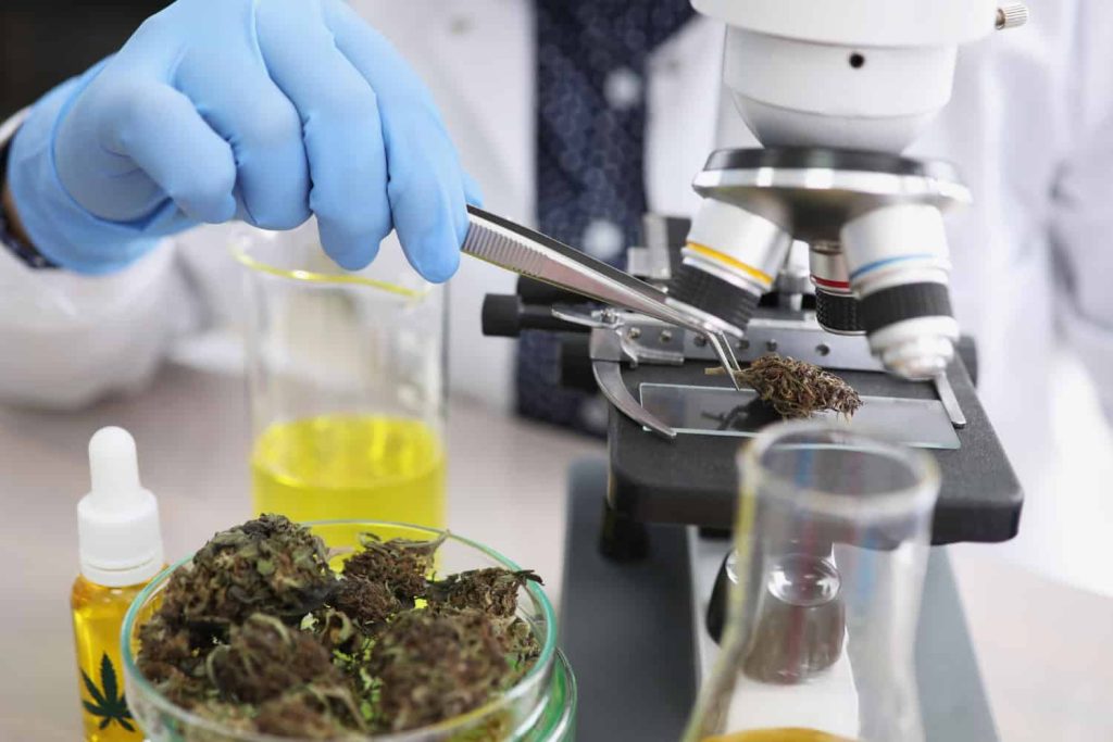 Why is CBD Oil So Popular